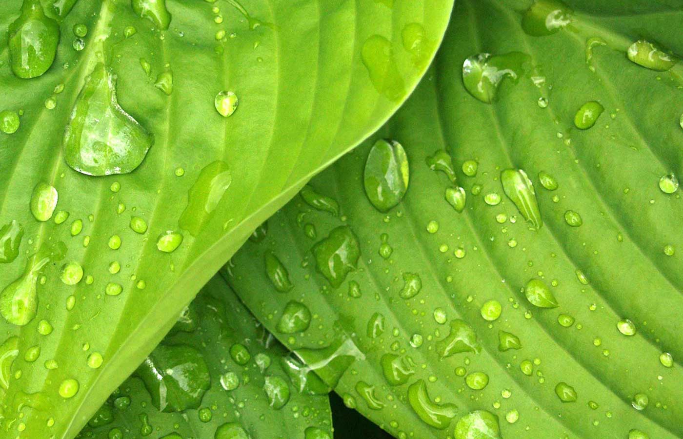 Blaetter mit Wassertropfen